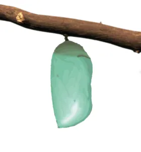 Chrysalis Stage