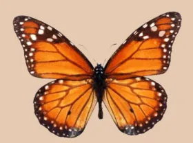 Southern Monarch Butterfly (Danaus erippus)
