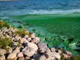 Eutrophication (algal blooms) in Big Mallard Marsh.