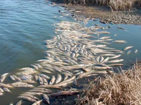 A fish kill in North Dakota