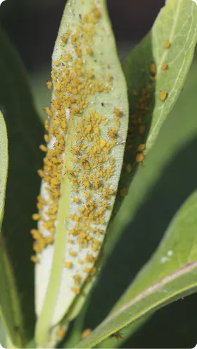 Aphids on milkweek
