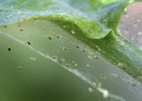 Figure 8. Webbing from two-spotted spider mites
