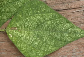 Figure 9. Stippling injury from twospotted spider mites