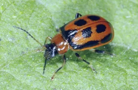 Figure 15. Adult - red bean leaf beetle 