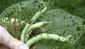 Figure 16. Bean leaf beetle defoliation and pod damage
