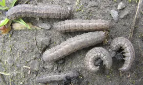 Figure 12. Larva - dingy cutworm larva