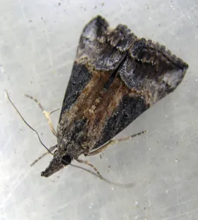 Figure 2. Green cloverworm moth 