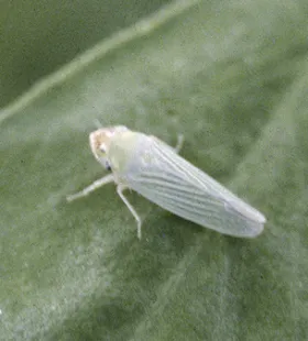 Figure 18. Adult - potato leafhopper