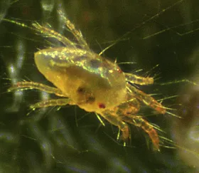 Figure 7. Two-spotted spider mite