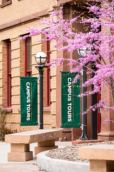 线上赌博app Cherry Blossoms