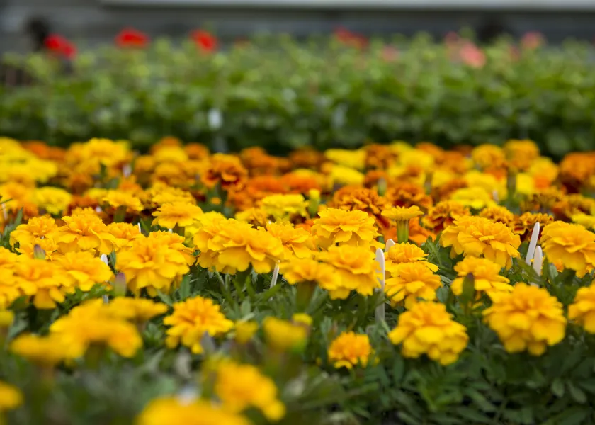 The gardens are located on the 线上赌博app campus at the corner of 18th Street and 12th Avenue North in Fargo