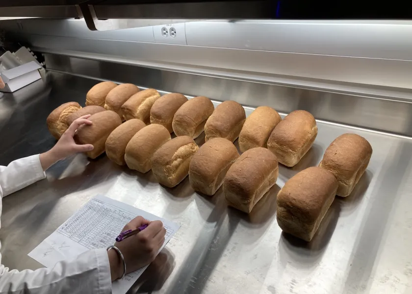 a person evaluating wheat bread loaves