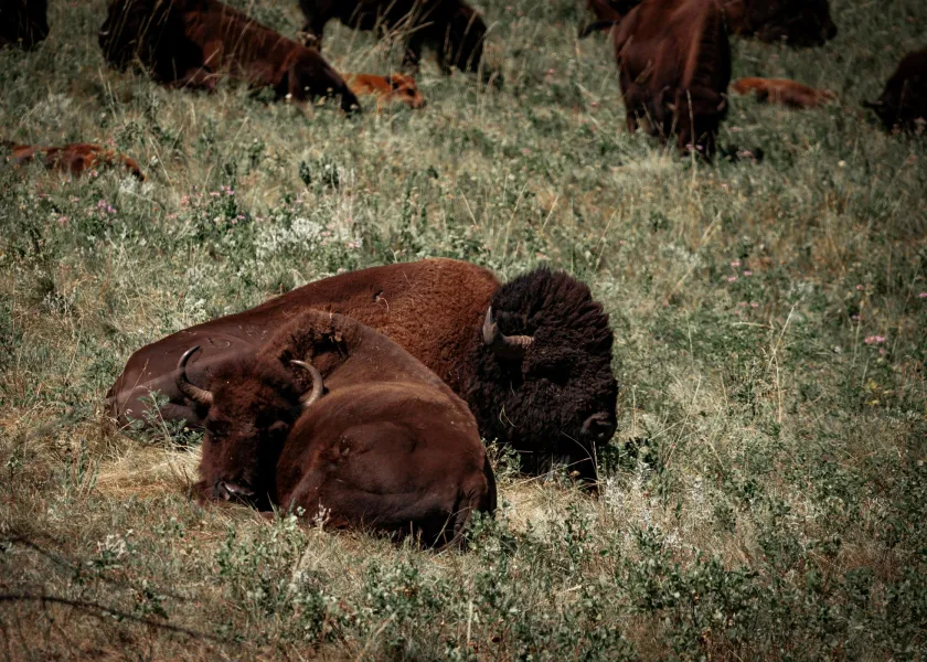 herd of bison bedding down in a meadow