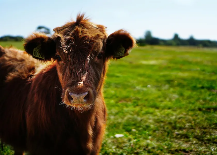 cow standing in a field looking at the camera
