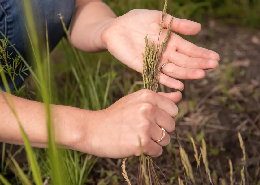 student holding grain in a field