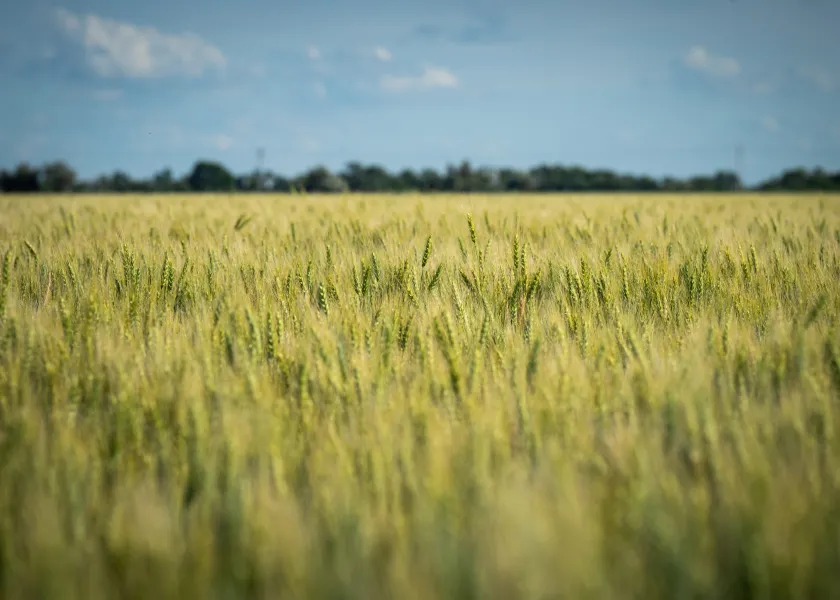A field of wheat in rural North Dakota.