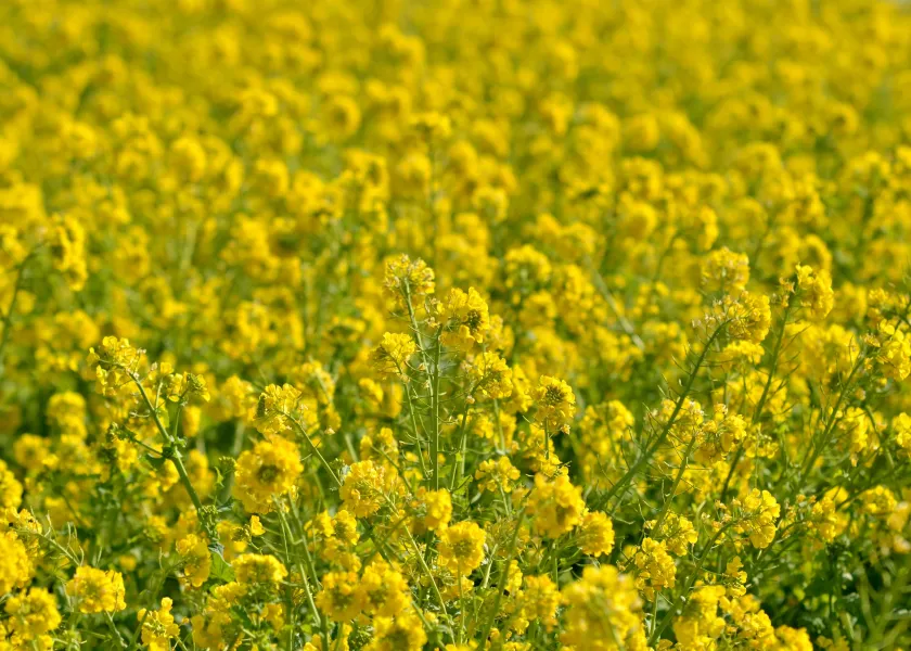 A field of canola in rural North Dakota.