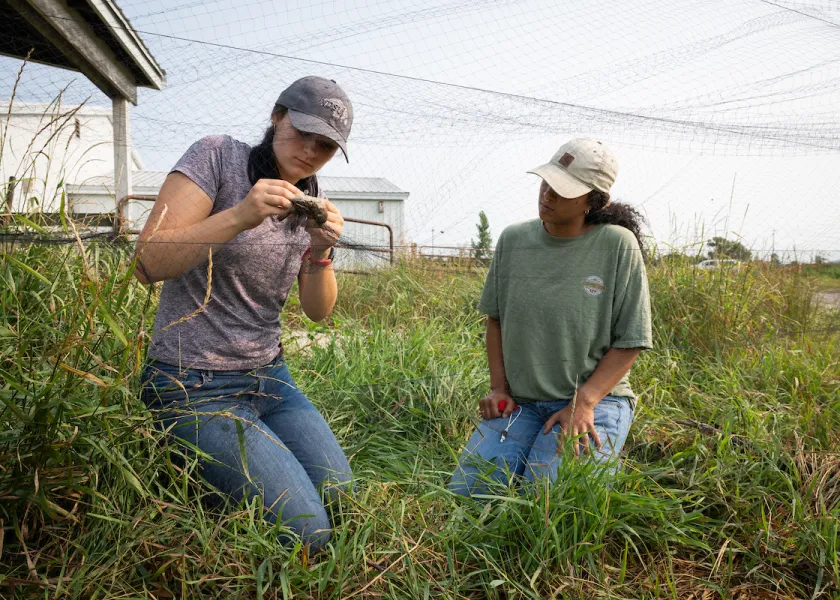 students researching sparrows in the field