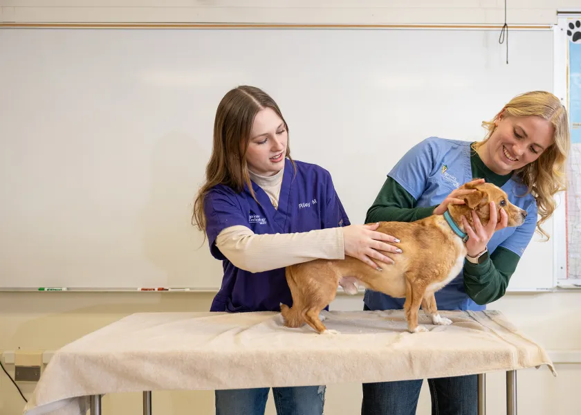two students examining a dog as part of their veterinary classwork