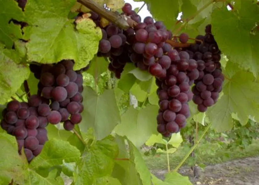 Grapes on the vine