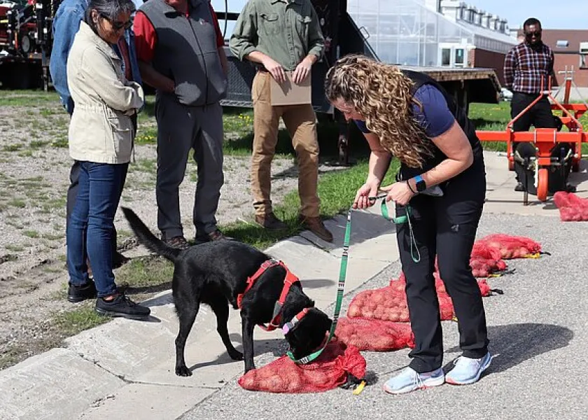dogs being used to detect plant diseases