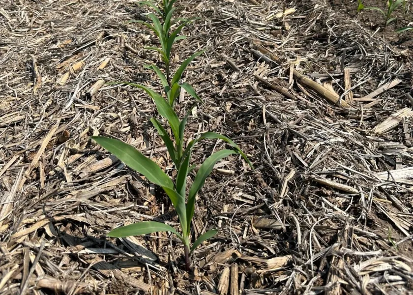 A plant in the soil.