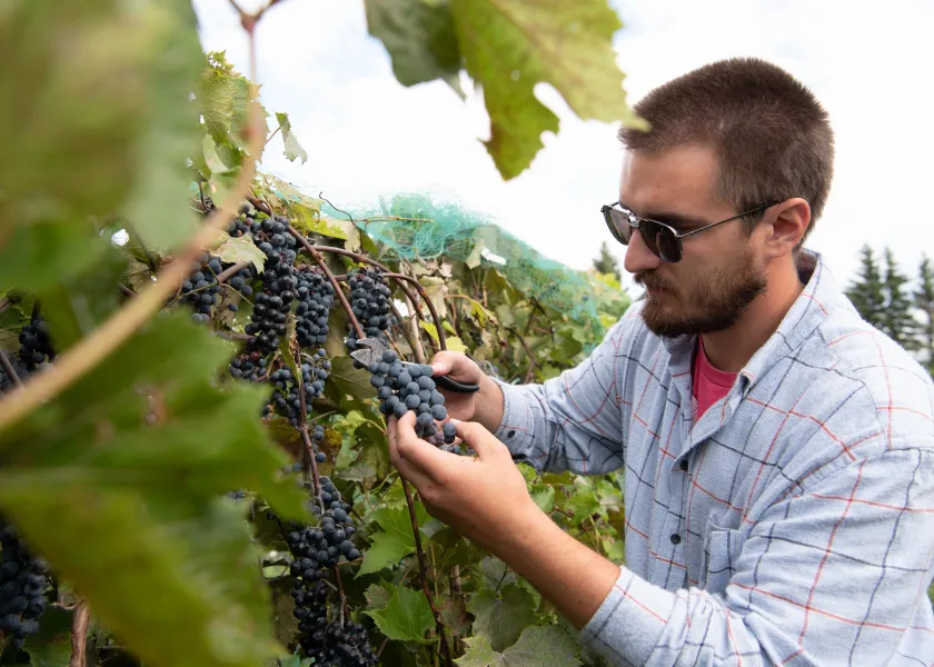 student in the field inspecting a grapevine
