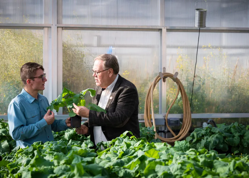student and faculty member discussing plants in the Crop Science greenhouse