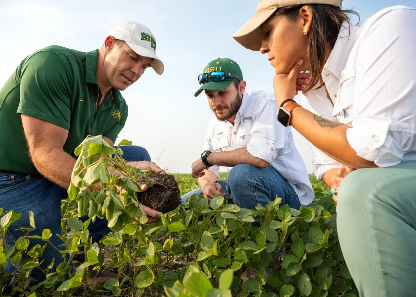agricultural researchers inspecting crops during Field Days