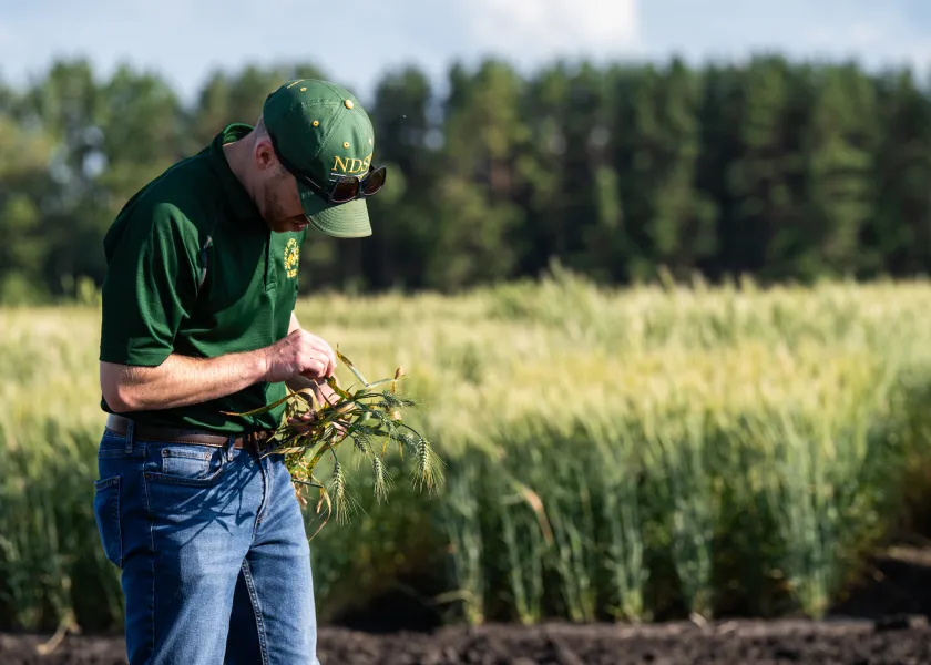 person inspecting grain from a field as part of Field Days