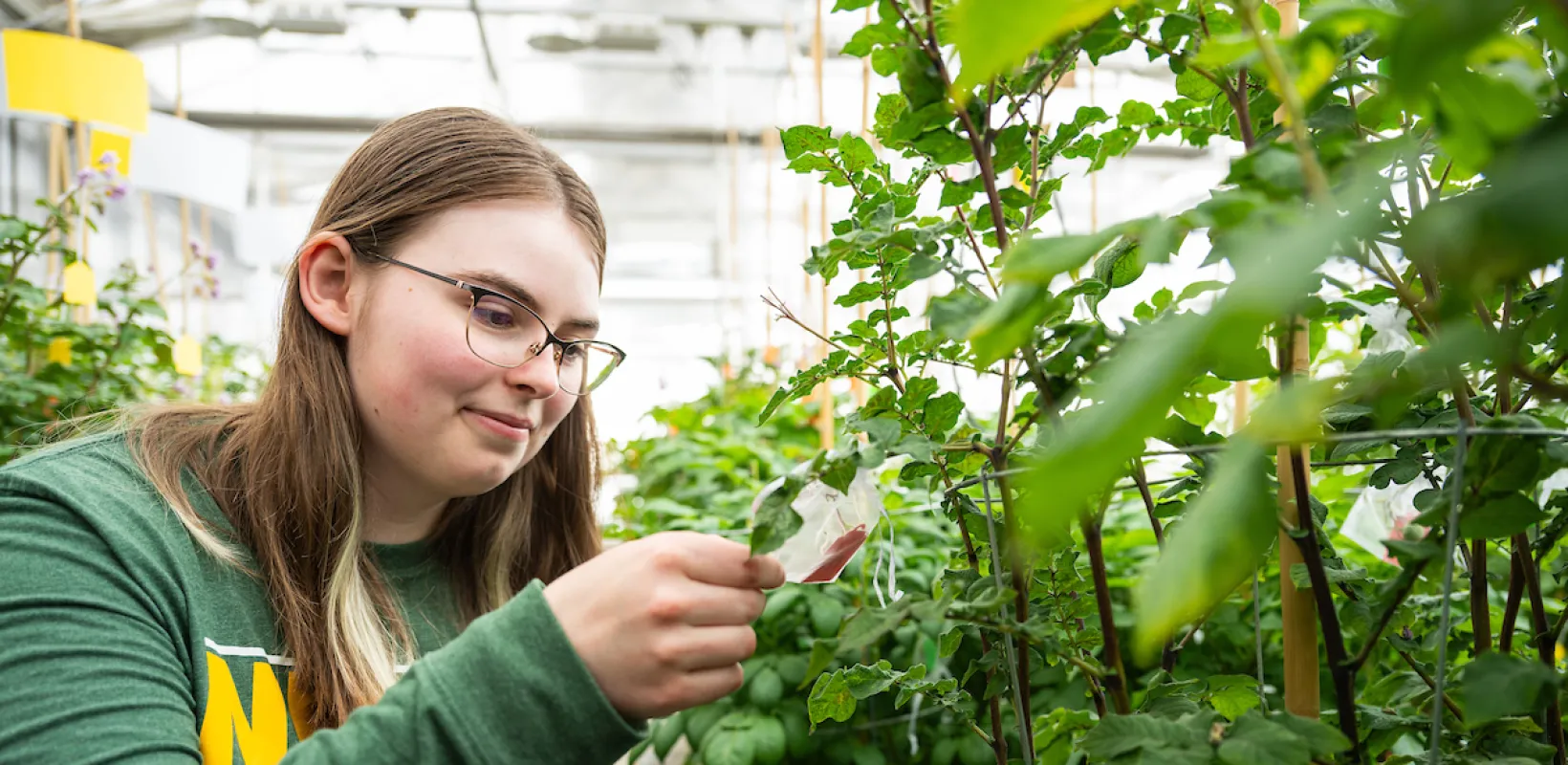 student looking at the leaves of a plant in a greenhouse