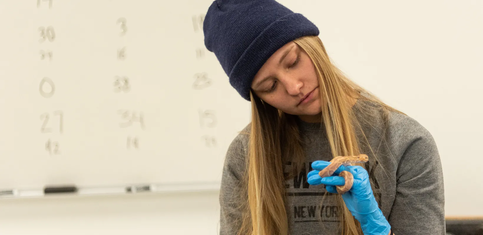 student examining a snake