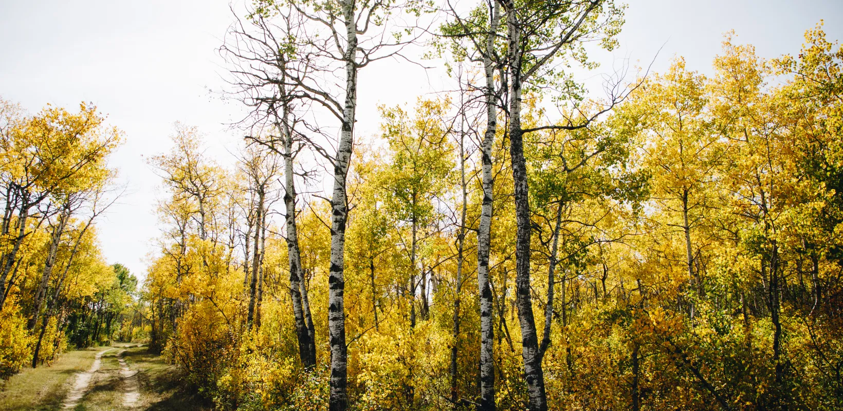A two track trail next to aspen trees in full fall color