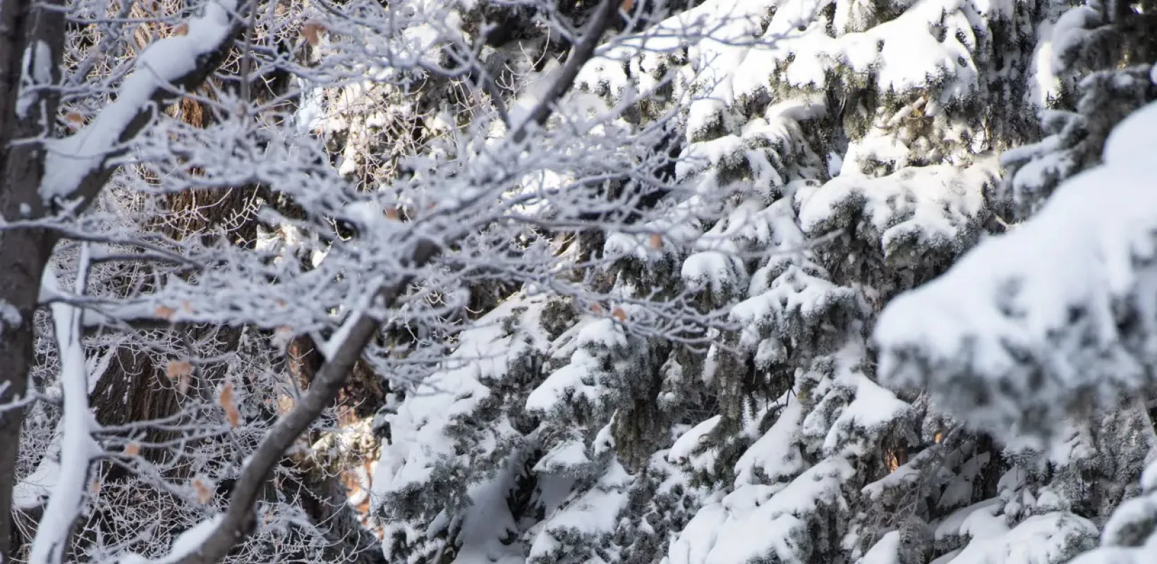 snow in the trees on campus