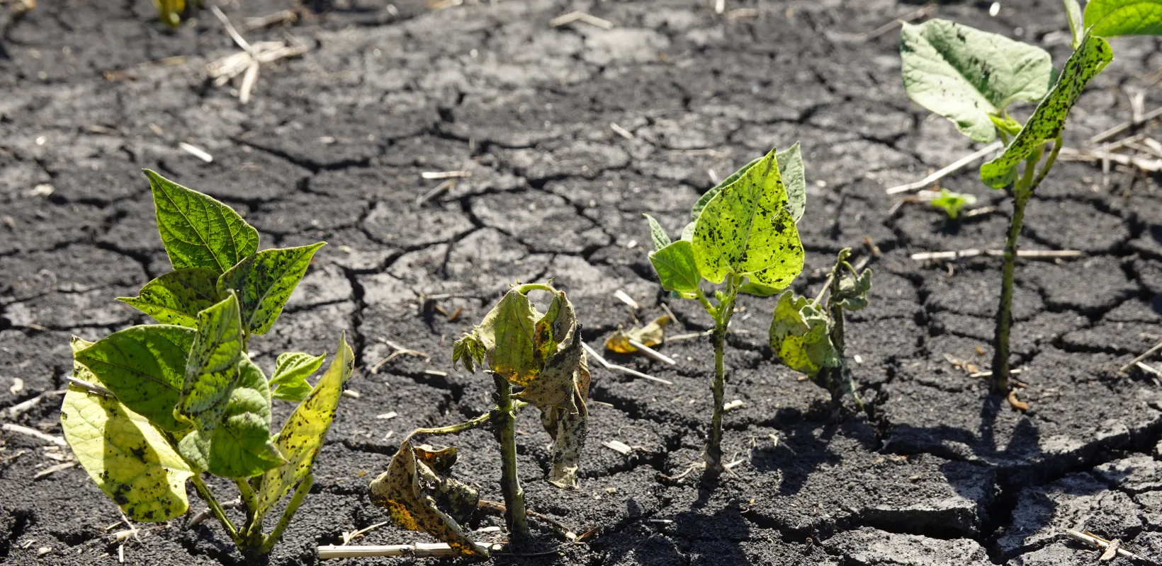 Rhizoctonia Root Rot on Dry Edible Bean