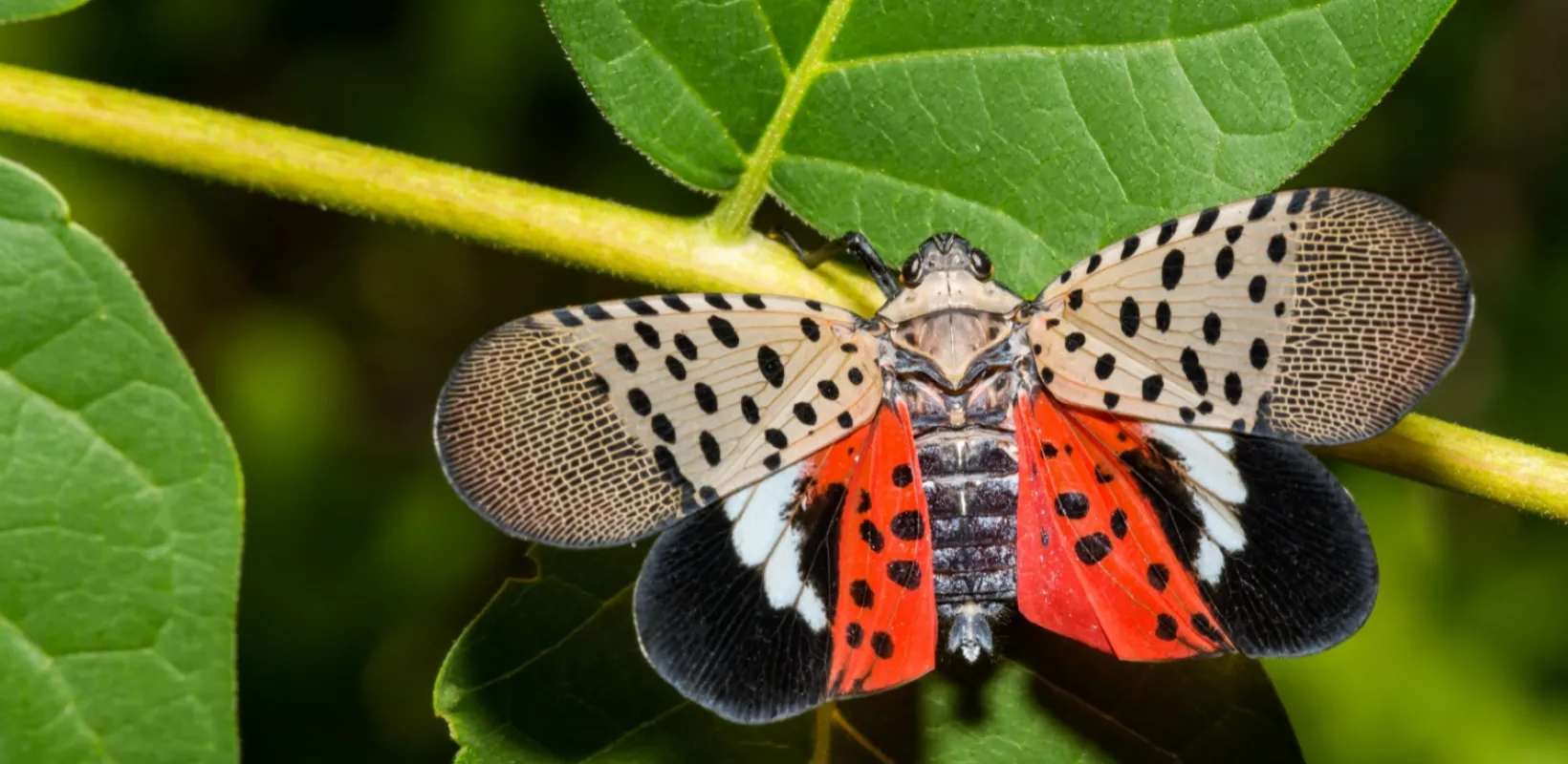 A spotted lanternfly sits on a leaf and shows off its colored wings