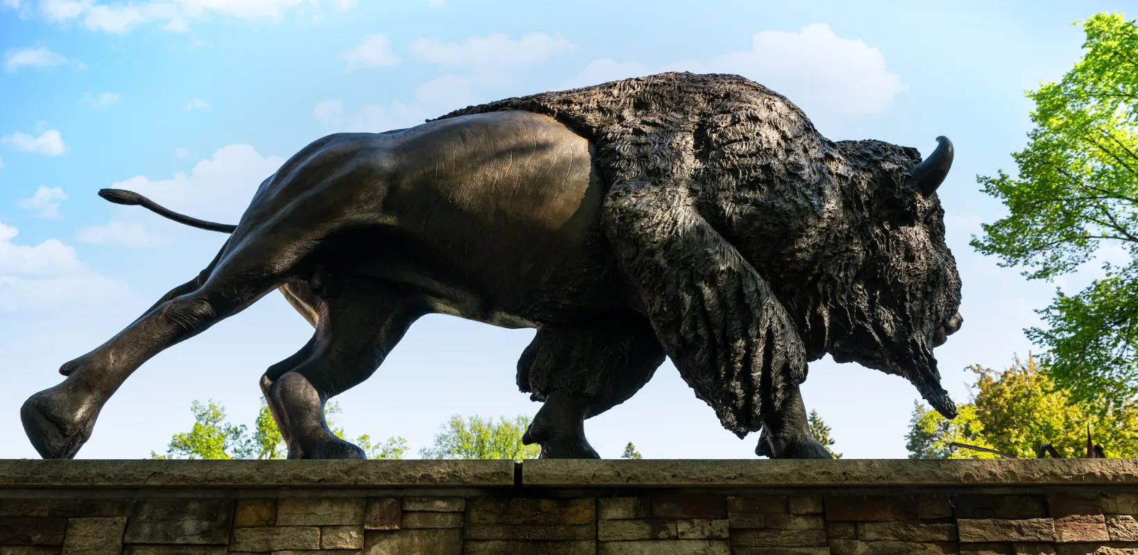 stone bison statue on campus