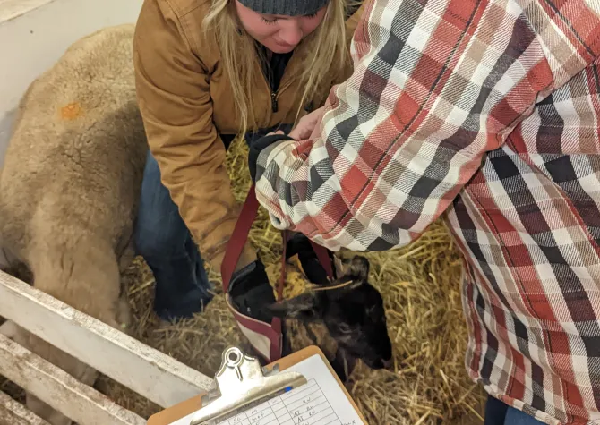 students weighing lamb