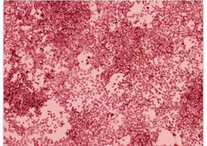 Mammalian Cell Culture Assay