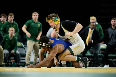 Bison wrestling match
