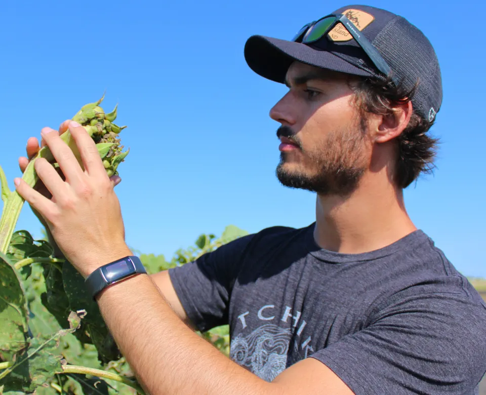 Agriculture Student Looking at Sunflower