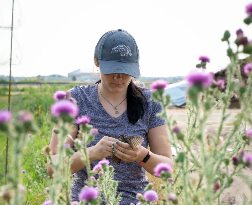 Sparrow researcher working in feild with purple flowers.