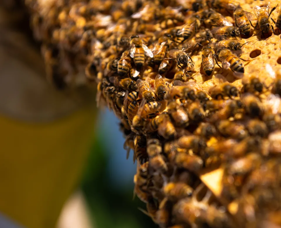 Close-up photo of a honeycomb with hundreds of bees