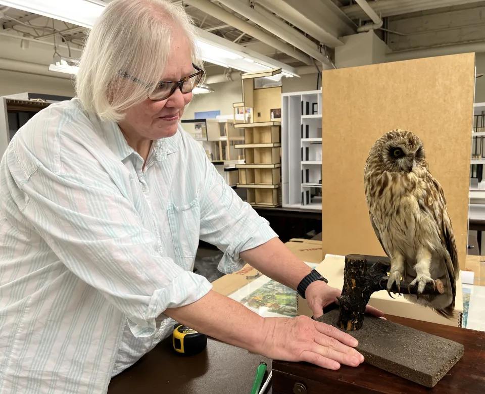 Dr. Angela Smith looking intently at a preserved owl. 