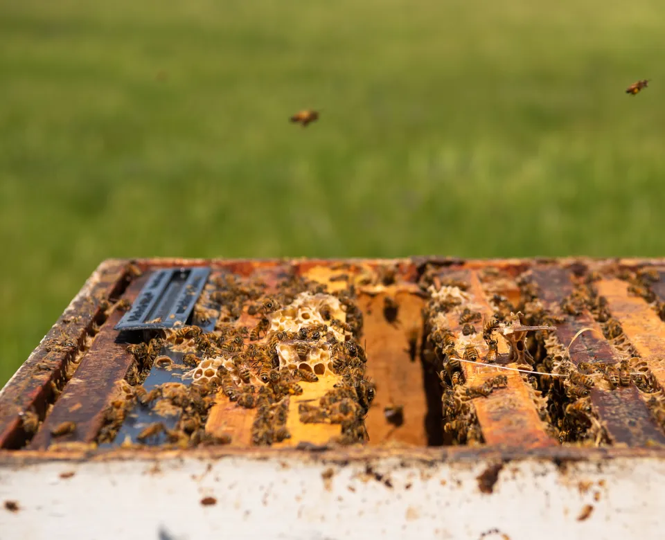 Beehive box with bees flying around and walking on the box