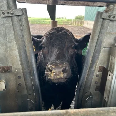 Steer in feed shoot
