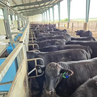 Steer lined up for feed shoots