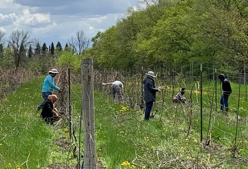High-value Crops team pruning grapes at the Horticulture Research Farm