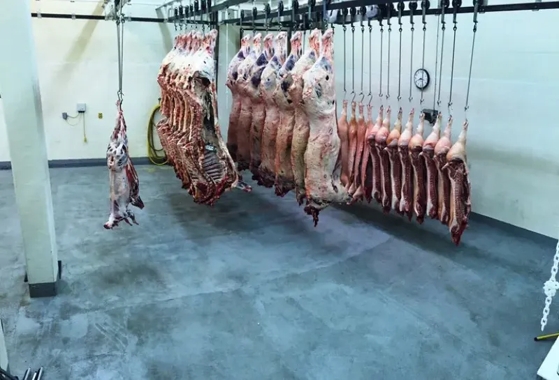Meat lab carcasses hanging