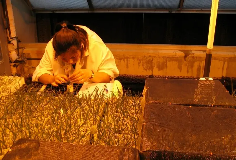 student examining grass in a lab